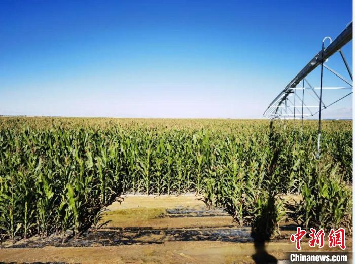 青?！凹Z改飼”項(xiàng)目收儲(chǔ)飼草44萬余噸