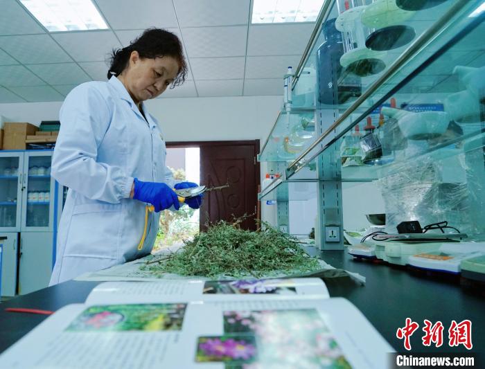 圖為張錦梅在實(shí)驗(yàn)室工作。　馬銘言 攝