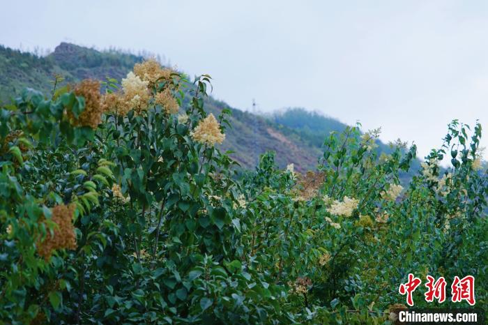 圖為西寧北山上的丁香樹。　馬銘言 攝