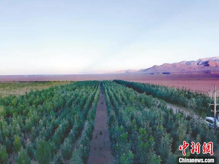 圖為格爾木境內(nèi)種植的綠樹。　格爾木融媒體中心供圖