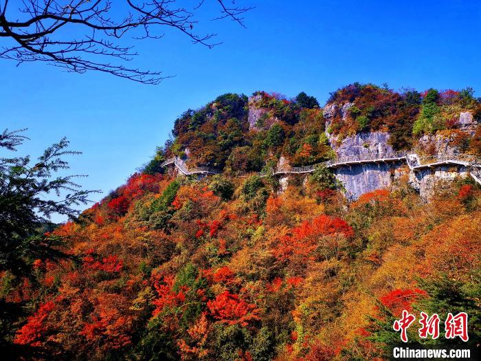 巴山大峽谷漫天紅葉?！埰?攝