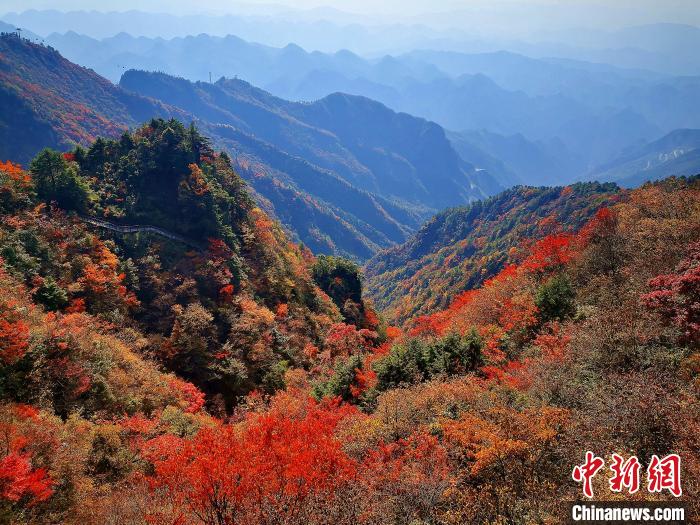 巴山大峽谷漫天紅葉?！埰?攝