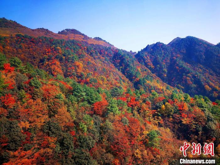巴山大峽谷漫天紅葉?！埰?攝