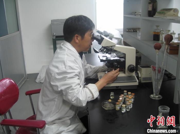 資料圖為研究團隊進行實驗室寄生蟲分類鑒定。　 青海省畜牧獸醫(yī)科學(xué)院供圖