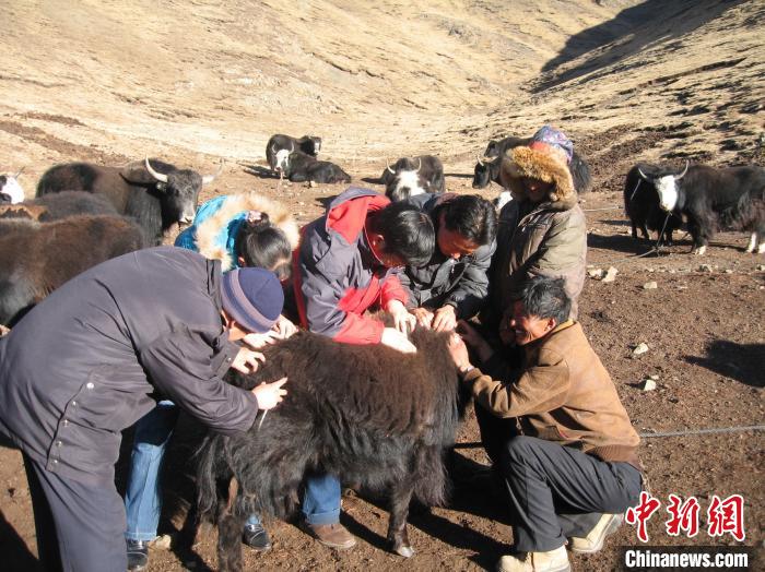 資料圖為研究團隊在青南高原地區(qū)開展了牦牛寄生蟲病流行病學(xué)和防治技術(shù)研究?！?青海省畜牧獸醫(yī)科學(xué)院供圖