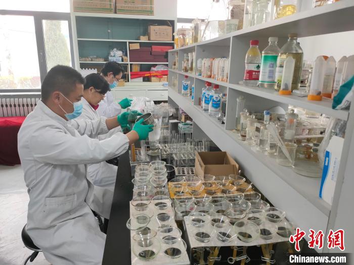 資料圖為研究團隊進行樣本檢查。　 青海省畜牧獸醫(yī)科學(xué)院供圖