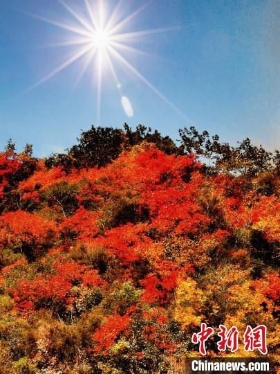 萬源市紅葉似火?！≈炱桨?攝