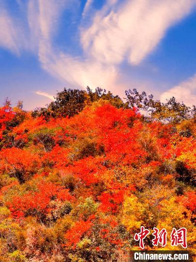 萬源深秋紅葉似火。　朱平安 　攝