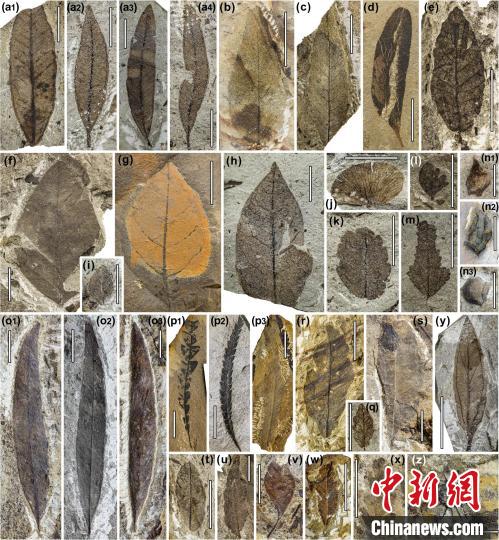 中始新世熱魯化石植物群(4500萬–4000萬年前)?！≈锌圃呵嗖馗咴?供圖