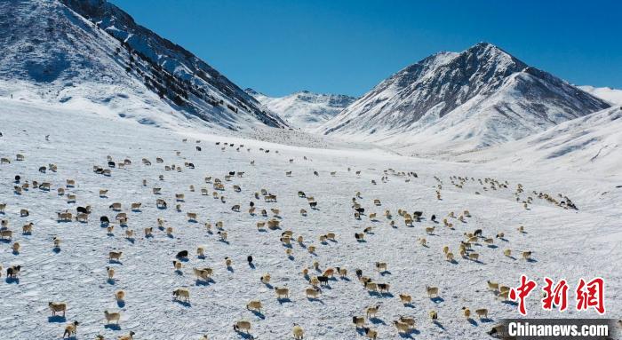 圖為羊群在雪地里覓食?！《继m縣融媒體中心供圖