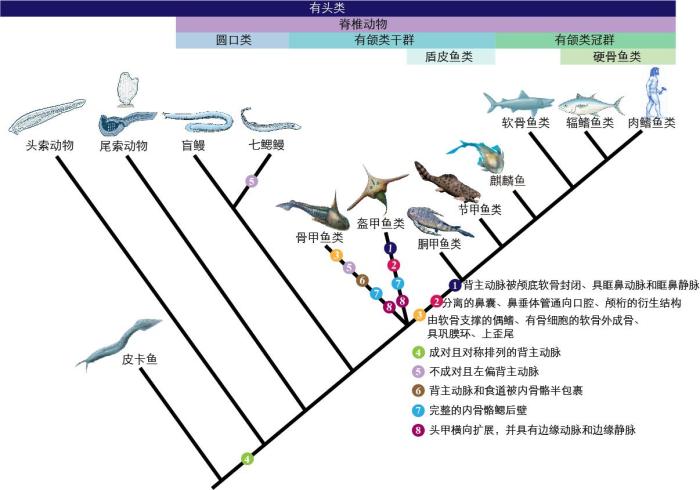 一些關(guān)鍵特征在脊索動物中的演化?！∶宪版?繪圖 攝