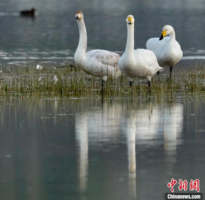 圖為三只大天鵝?！±钣穹?攝