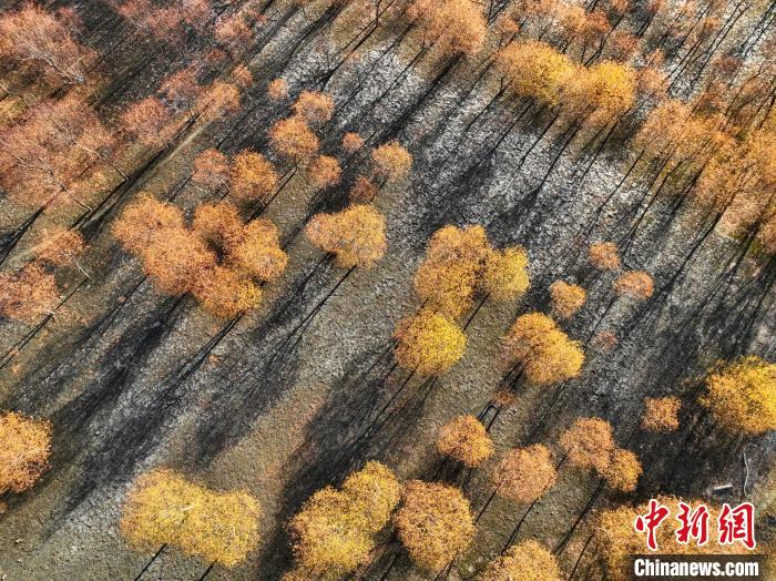 入冬時節(jié)，雅魯藏布江畔的樹林一片金黃?！《拘?攝