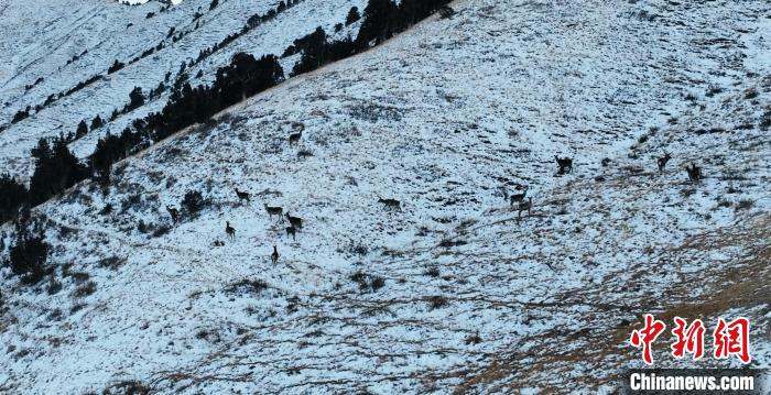 圖為巖羊和馬鹿集體在雪地里休憩?！《继m縣融媒體中心 供圖
