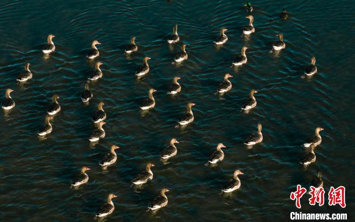 圖為湖中的野生鳥類。　何啟金 攝