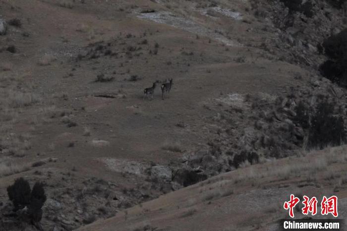 圖為兩只馬鹿在山坡上行走?！〔湃?攝
