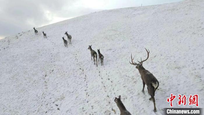 圖為馬鹿群在雪地里行走?！〔湃?攝