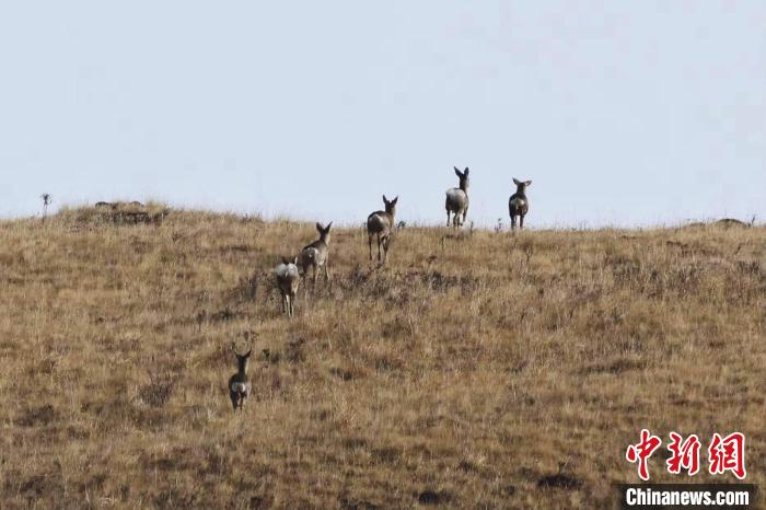 圖為狍鹿在山坡上漫步?！〔彭椖霞?攝