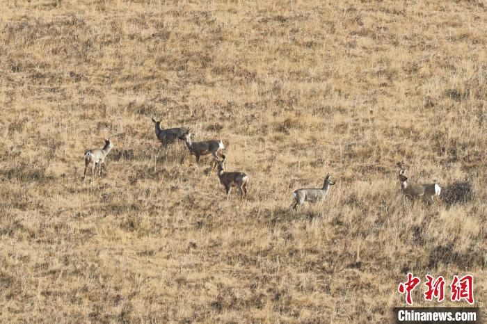 圖為狍鹿在山坡上覓食嬉戲?！〔彭椖霞?攝