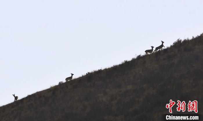 圖為狍鹿在山坡上漫步?！〔彭椖霞?攝