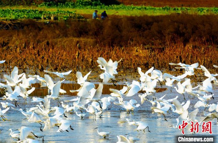 成都白鷺灣濕地公園?！“討?攝