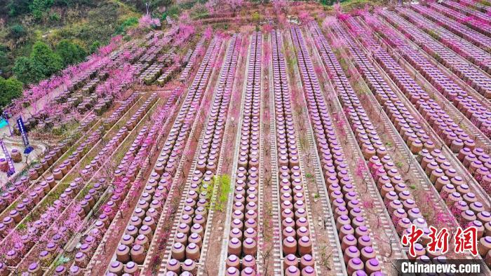 灼灼桃花惹人醉。　劉媛 攝