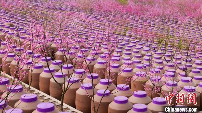 桃花和酒壇相映成趣?！∫足?攝