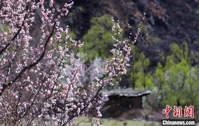 白玉縣河谷間盛開的桃花?！“子袢诿?攝