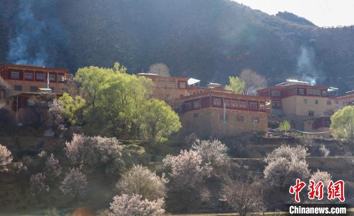 暖陽下白玉縣河坡鎮(zhèn)正在盛開的桃花與藏式民居?！“子袢诿?攝