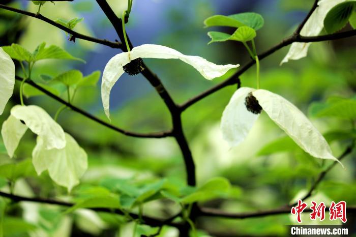 兩片潔白的花瓣隨風(fēng)搖曳就像飛翔的白鴿?！螚?攝
