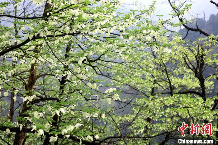 珙桐是1000萬年前新生代第三紀(jì)留下的孑遺植物，中國特有的樹種，是國家一級(jí)瀕危保護(hù)野生植物?！螚?攝