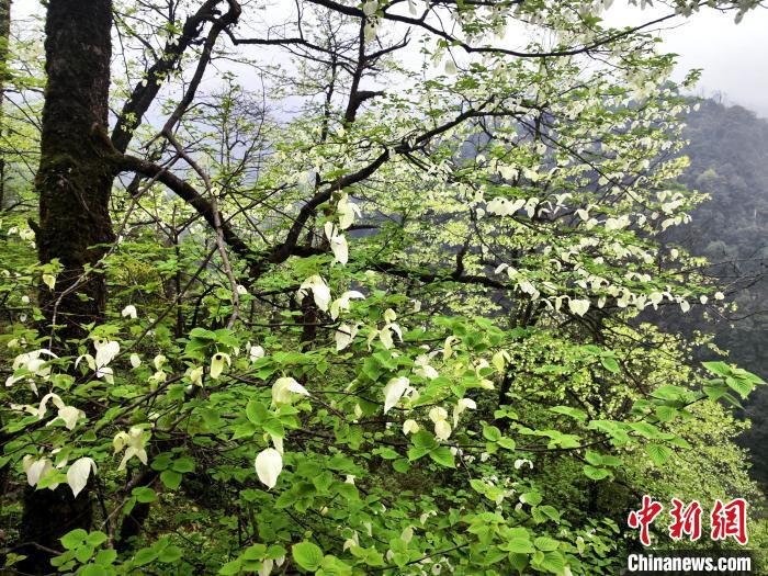 山谷兩側(cè)高大繁茂的珙桐樹。　呂楊 攝