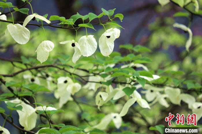 珙桐樹開出潔白的花朵?！螚?攝