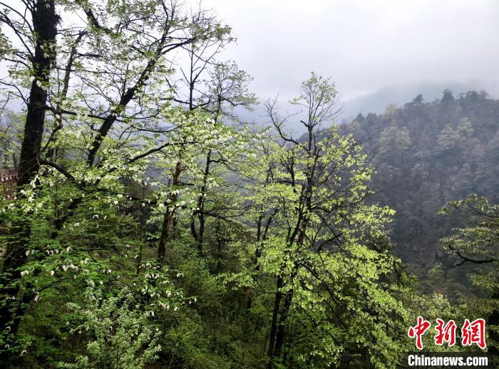 珙桐花朵潔白素雅，與青山雨霧融為一體?！螚?攝