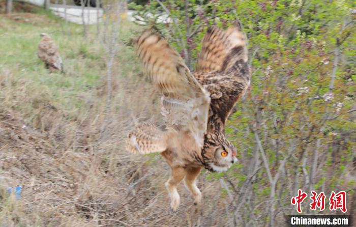 圖為西寧野生動物園救護的雕鸮在西寧市放歸大自然?！●R銘言 攝