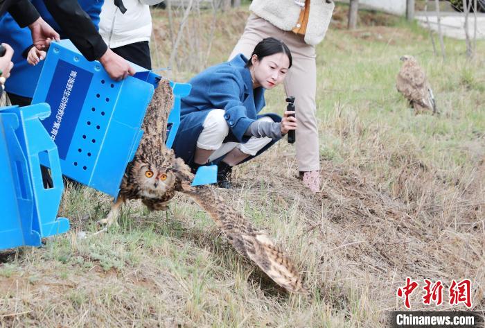圖為西寧野生動物園救護的雕鸮在西寧市放歸大自然?！●R銘言 攝