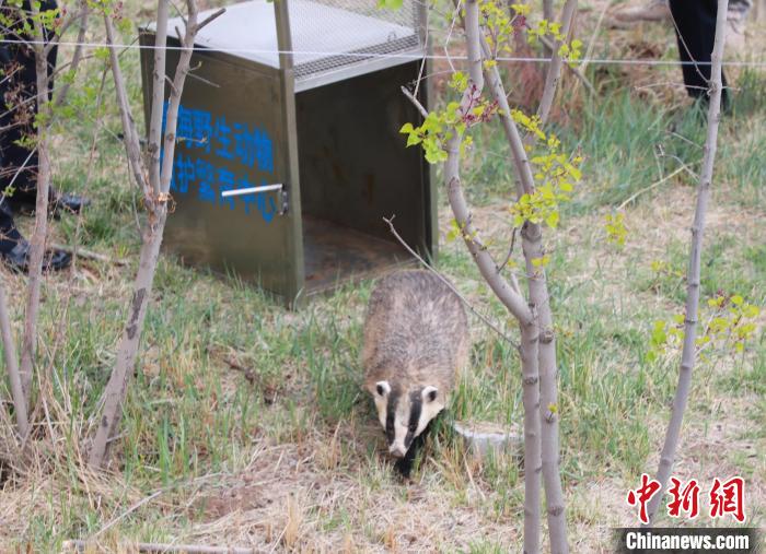 圖為西寧野生動物園救護的狗獾在西寧市放歸大自然?！●R銘言 攝