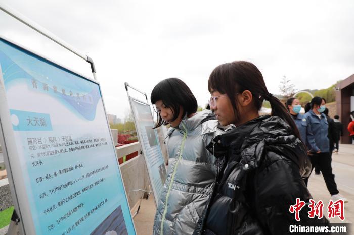 圖為學生通過展板了解青海常見鳥類?！●R銘言 攝