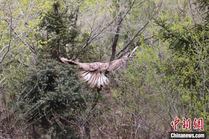 圖為西寧野生動物園救護的大鵟在西寧市放歸大自然?！●R銘言 攝