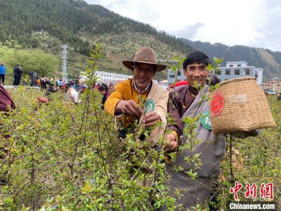 圖為當(dāng)?shù)剞r(nóng)牧民進(jìn)行藏雪茶采摘比賽。　王劍輝 攝