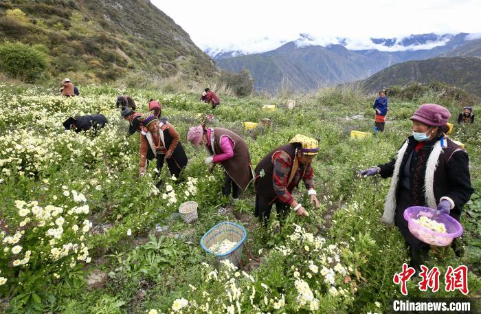 “落戶”黑水的杭白菊。桐鄉(xiāng)市宣傳部提供