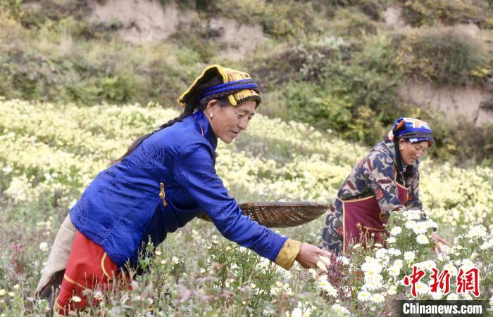 黑水村民在采摘杭白菊。桐鄉(xiāng)市宣傳部提供