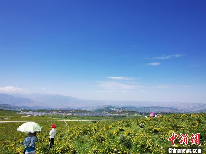 2020年07月07日拍攝于臨夏州積石山縣境內(nèi)，生態(tài)環(huán)境逐漸恢復(fù)，小黃花開遍山間。(資料圖) 殷春永 攝