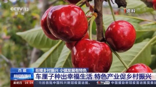 種蘑菇、養(yǎng)駱駝...。。特色產(chǎn)業(yè)助力鄉(xiāng)村振興走新路