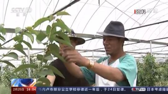 種蘑菇、養(yǎng)駱駝...。。特色產(chǎn)業(yè)助力鄉(xiāng)村振興走新路
