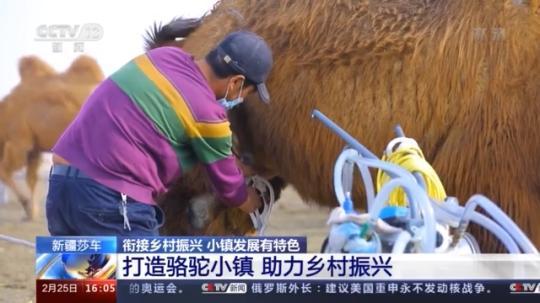 種蘑菇、養(yǎng)駱駝...。。特色產(chǎn)業(yè)助力鄉(xiāng)村振興走新路