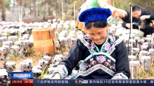 種蘑菇、養(yǎng)駱駝...。。特色產(chǎn)業(yè)助力鄉(xiāng)村振興走新路