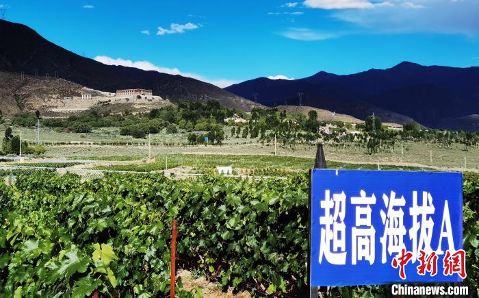 圖為桑日縣種植的葡萄。　山南桑日縣委宣傳部提供