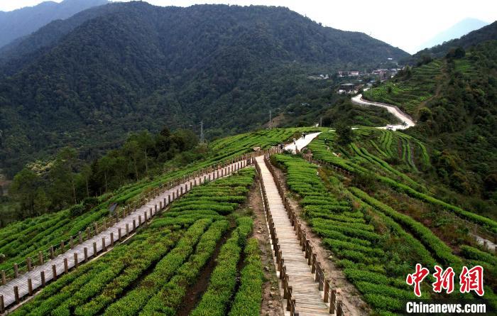 圖為西藏林芝市墨脫縣背崩鄉(xiāng)格林村山頂?shù)木坝^茶園。(無(wú)人機(jī)照片) 李林 攝