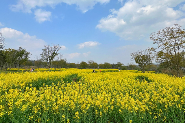 每到油菜花季，就有市民相約到重慶廣陽(yáng)島上踏青賞花。鄒樂(lè)攝